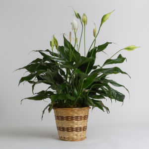 Peace Lily Floor Plant-2022
