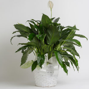 Tabletop Peace Lily