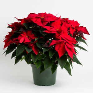 10 inch Poinsettia