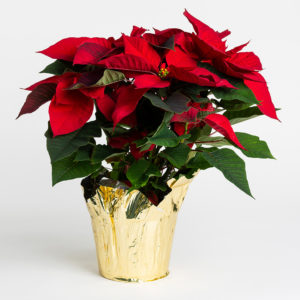 6.5 inch poinsettia