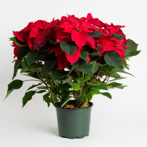 8 inch Poinsettia