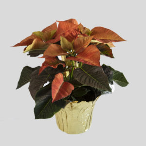 Holiday Harvest Poinsettia