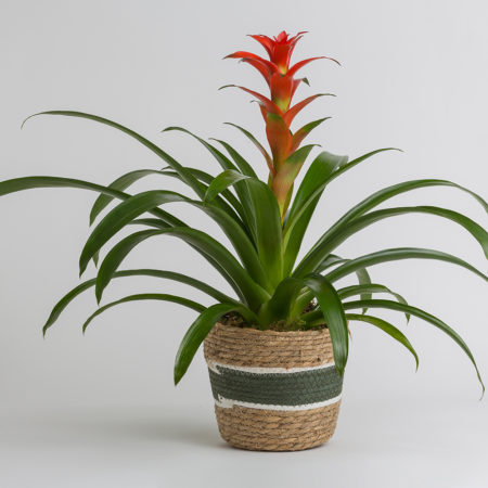 Bromeliad in Container
